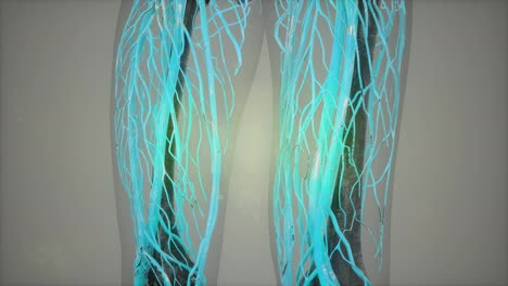 Menschlicher-Körper-Mit-Leuchtenden-Blutgefäßen